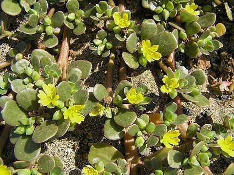 ポーチュラカ 育て方 増やし方 挿し芽 ポーチュラカ 育て方 増やし方 挿し芽