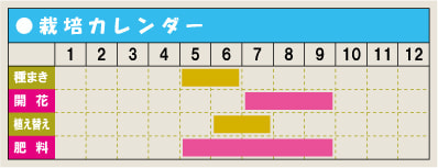 アサガオ 育て方 増やし方 種まき アサガオ 育て方 増やし方 種まき