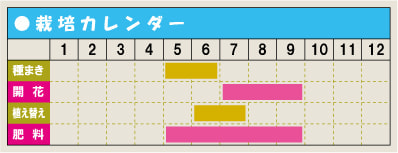 栽培カレンダー・アサガオ