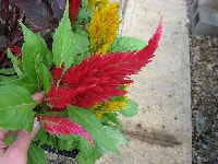 ケイトウ・写真1