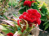 ケイトウ・写真2