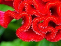 ケイトウ・写真3