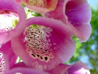 ジギタリス・写真2