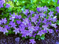 カンパニュラ・写真1