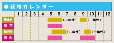栽培カレンダー・カンパニュラ