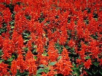 サルビア・写真1