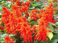 サルビア・写真2