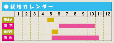 栽培カレンダー・サルビア