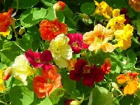 ナスタチウム・写真1