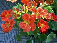 ナスタチウム・写真2