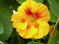 ナスタチウム・写真3