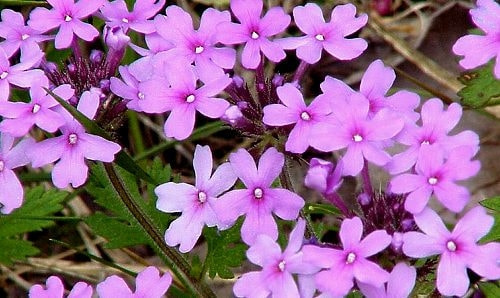 バーベナ 育て方 増やし方 種まき 挿し木 バーベナ 育て方 増やし方 種まき 挿し木