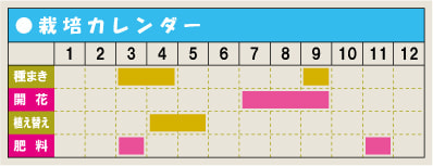 栽培カレンダー・バーベナ