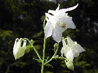 セイヨウオダマキ・写真1