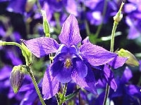 セイヨウオダマキ・写真2