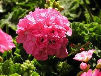 ゼラニウム・写真1