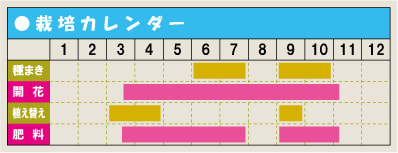 栽培カレンダー・ゼラニウム