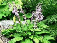 ギボウシ・写真1