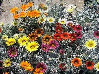 ガザニア・写真1