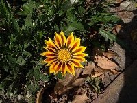 ガザニア・写真2