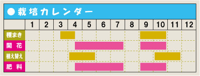 栽培カレンダー・ガザニア