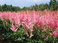 アスチルべ・写真3