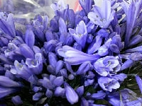 アガパンサス・写真3