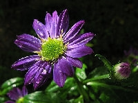 ミヤコワスレ・写真3