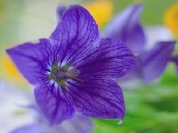 キキョウ・写真2