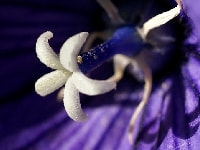 キキョウ・写真3