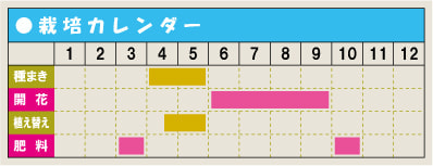 栽培カレンダー・キキョウ