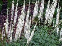 ベロニカ・写真3