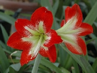 アマリリス・写真1
