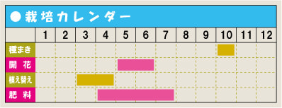 栽培カレンダー・アマリリス