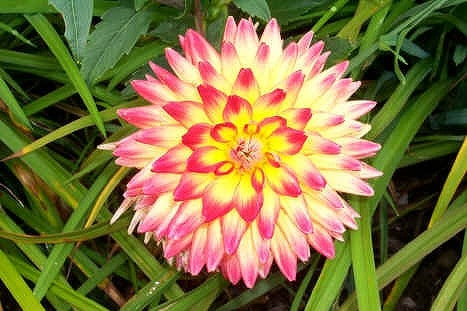 ダリア 育て方 増やし方 種まき 分球 挿し芽 ダリア 育て方 増やし方 種まき 分球 挿し芽