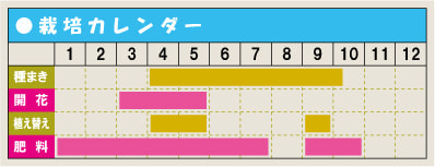 栽培カレンダー・カロライナジャスミン