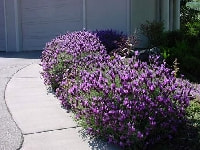 ラベンダー・写真1