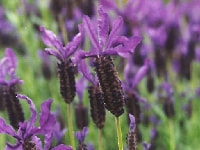 ラベンダー・写真2