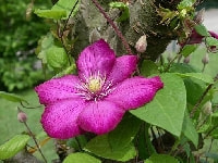 クレマチス・写真3