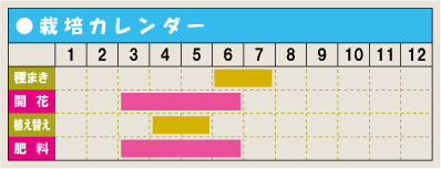 栽培カレンダー・ハーデンベルギア