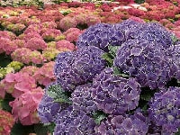 カロライナジャスミン・写真1