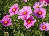 コスモス・写真2