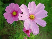 コスモス・写真3