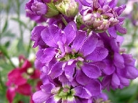 ストック・写真2