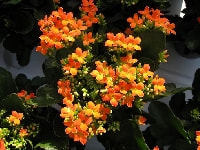 カランコエ・写真1