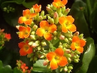 カランコエ・写真2