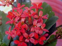 カランコエ・写真3