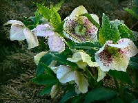 クリスマスローズ・写真1