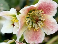 クリスマスローズ・写真2