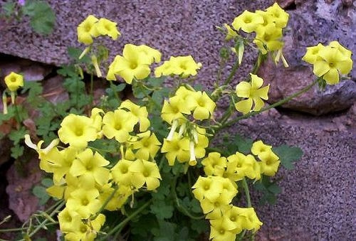 オキザリス 育て方 増やし方 分球 オキザリス 育て方 増やし方 分球